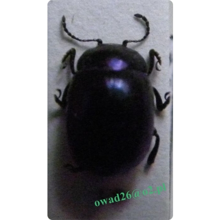 Chrysolina varians (Schaller, 1783) Złotka dziurawcówka